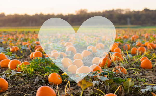 Pumpkin patch with heart on it